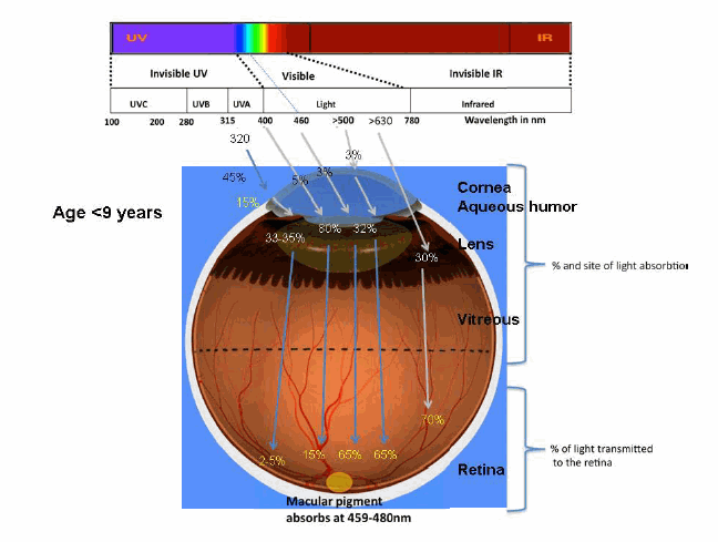 Specificity of optical radiation interaction with the eye of children below 9 years of age
