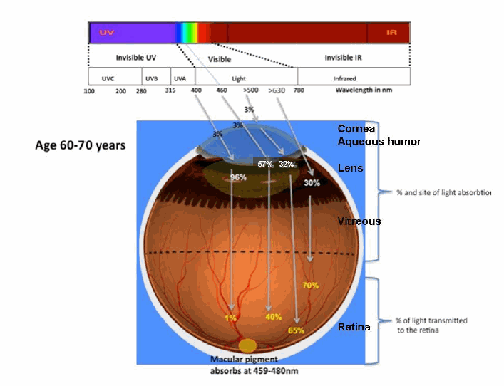 Optical radiation interaction with the eye of an aging human (adapted from Sliney 2002)