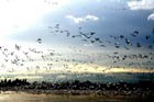 Migratory birds rely on magnetic fields for
orientation Migratory birds rely on magnetic fields for
orientation