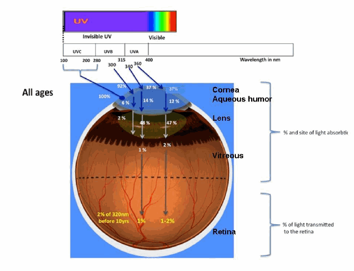 Interaction of UV radiation with the human eye at all ages