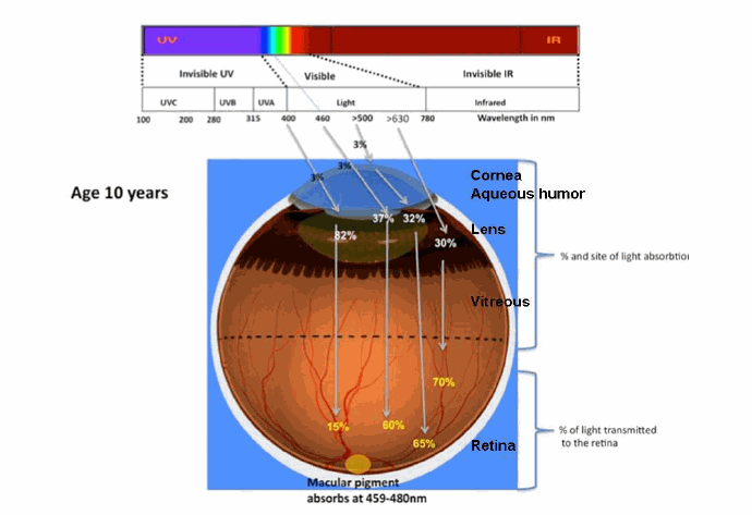 Optical radiation interaction with the young human eye (10 years old up to young adulthood)