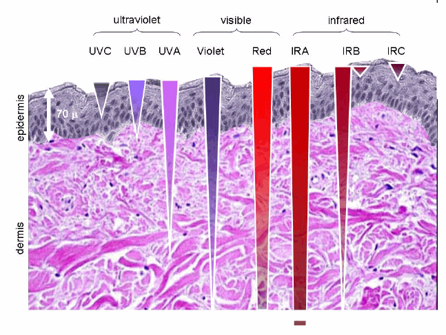 Light penetration in the skin