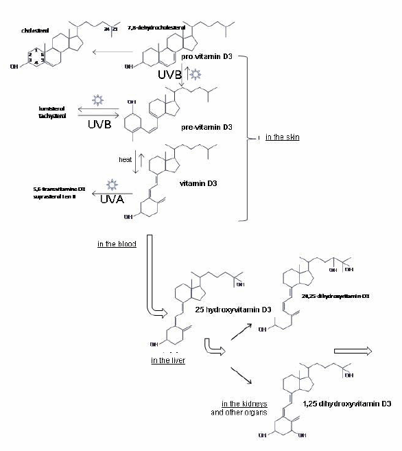 Photosynthesis of vitamin D3 and further metabolism